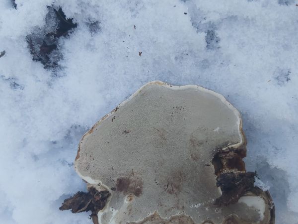 Ganoderma applanatum (= lipsiense)