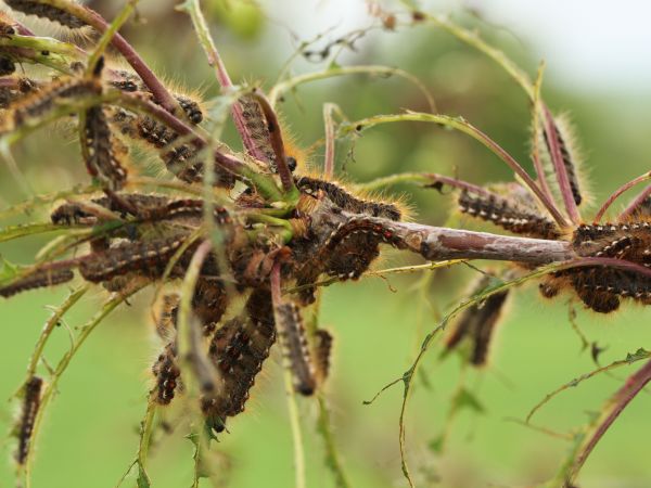 Browntail moth