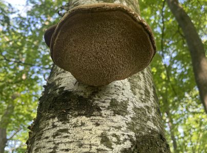 Brezovn&iacute;k obyčajn&yacute;