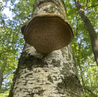 Piptoporus betulinus 