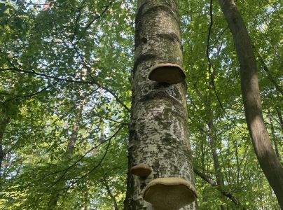 Brezovn&iacute;k obyčajn&yacute;