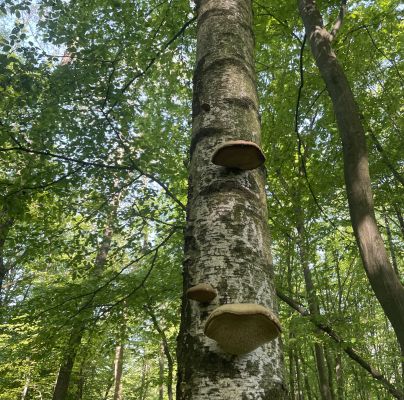 Piptoporus betulinus 