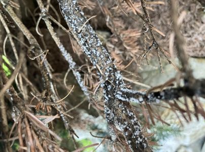 K&ocirc;rovnica jedľov&aacute; 