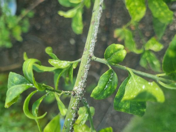 Euonymus scale