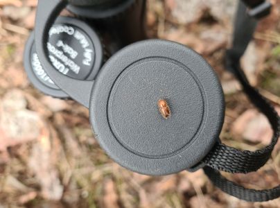 Lykožr&uacute;t smrekov&yacute;