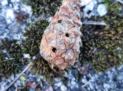 Smoliar &scaron;i&scaron;kov&yacute;