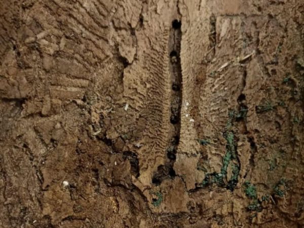 Birch bark beetle