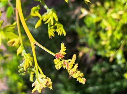 Byľomor Dasineura gleditchiae