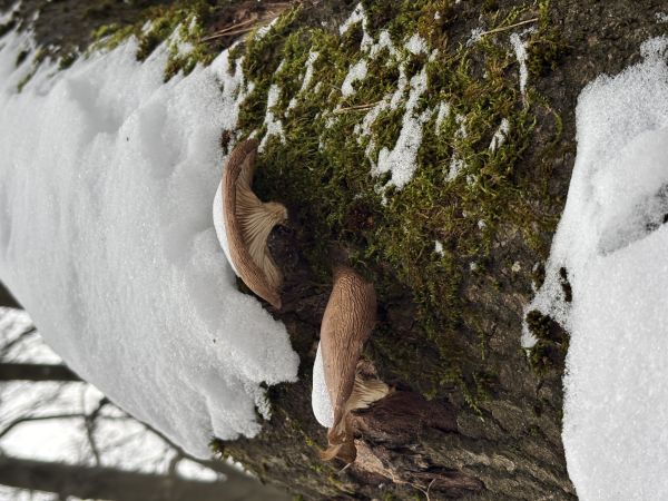 Oyster mushroom