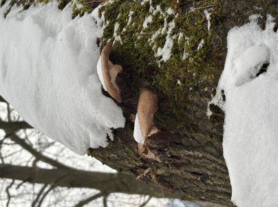 Hliva ustricovit&aacute;