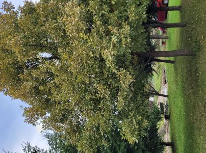 Sietnička dubov&aacute;