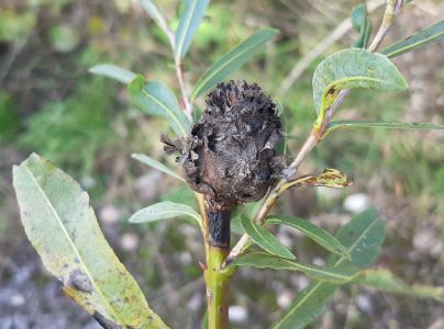 Byľomor ružicov&yacute;