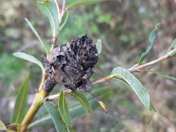 European rosette willow gall midge