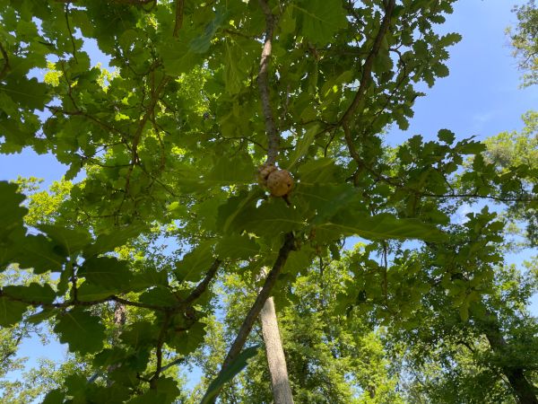 Oak apple gall wasp