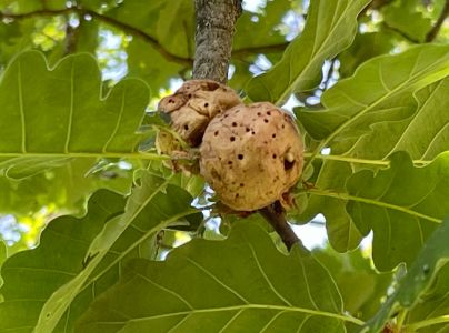 Hrčiarka bezkr&iacute;dla