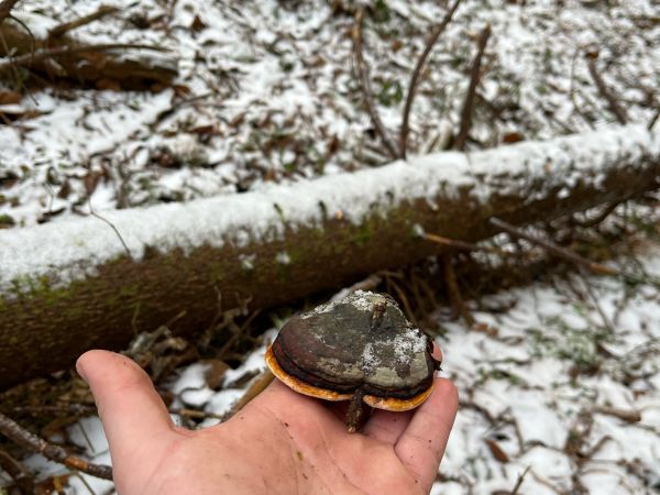 Red banded polypore