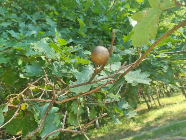 Oak marble gall Andricus kollari 