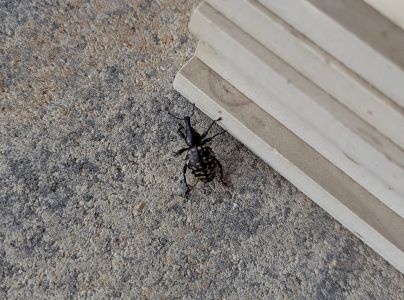 Tvrdoň dev&auml;ťsilov&yacute;