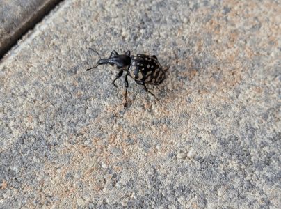 Tvrdoň dev&auml;ťsilov&yacute;