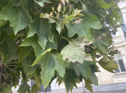 M&uacute;čnatka platanov&aacute;