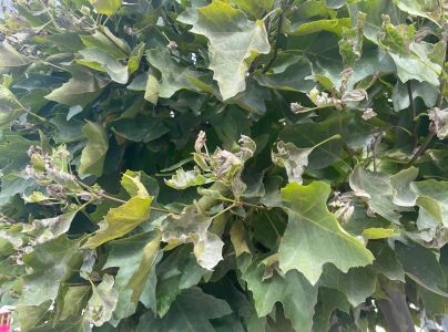 M&uacute;čnatka platanov&aacute;