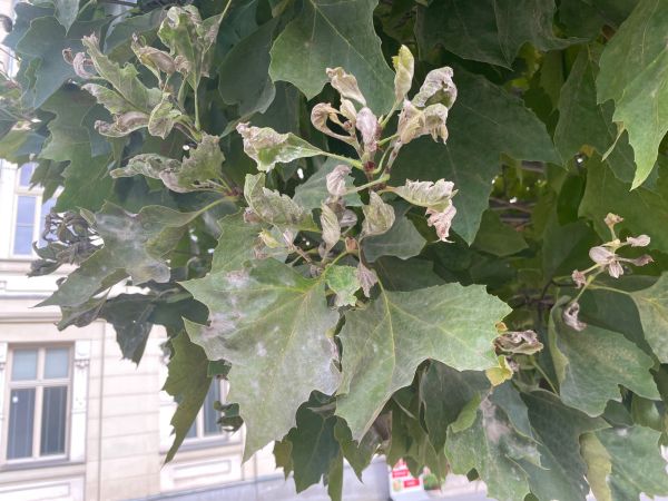 Plane tree powdery mildew