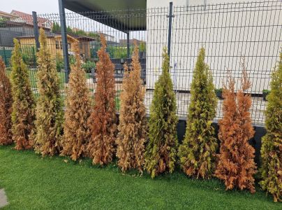 Lykokaz tujov&yacute;