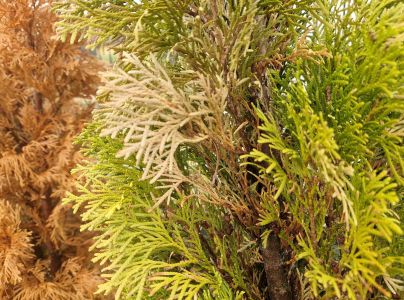 Lykokaz tujov&yacute;