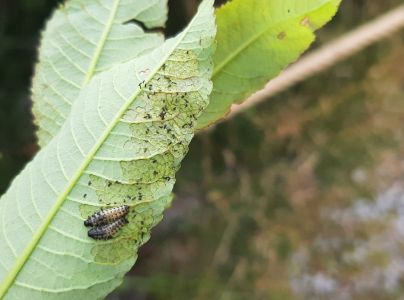 Liskavka Chrysomela vigintipunctata 
