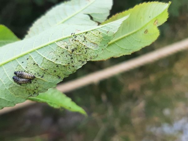 Leaf beetle Chrysomela vigintipunctata
