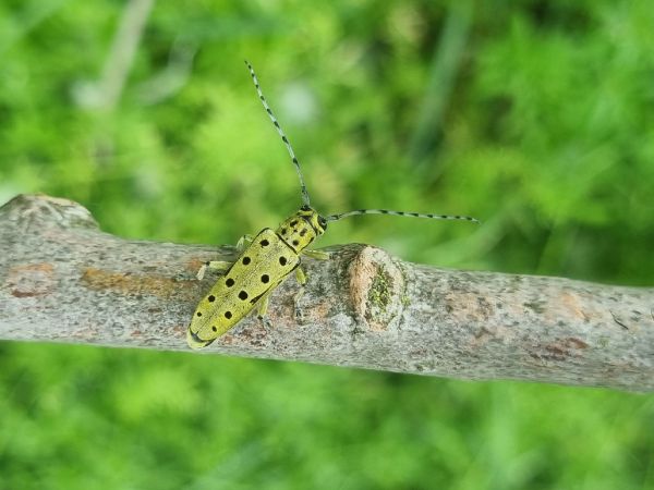 Long-horned beetle Saperda perforata
