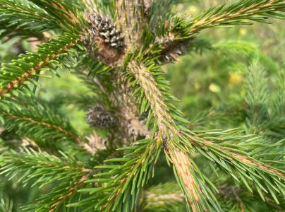 K&ocirc;rovnica zelen&aacute;