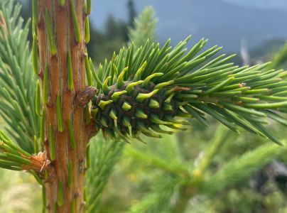 K&ocirc;rovnica zelen&aacute;