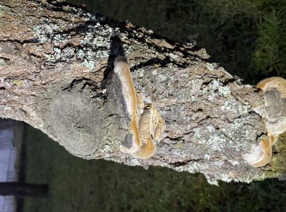 Ohňovec slivkov&yacute;