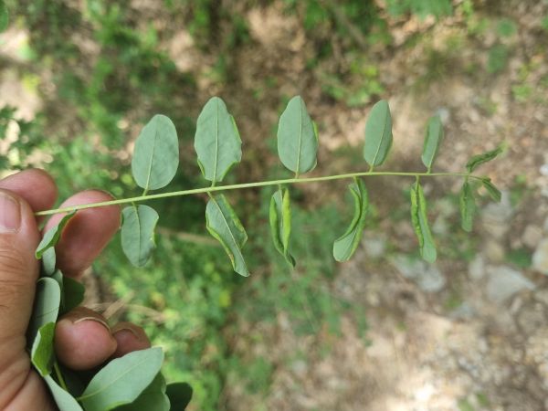 Black locust gall midge