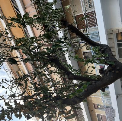 A - Ambiguously determined, we are not sure