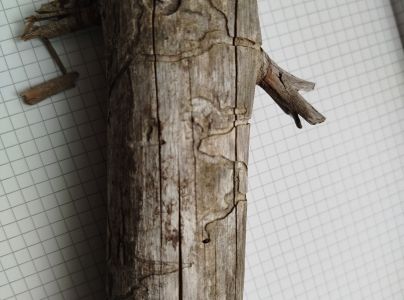 A - Ambiguously determined, we are not sure