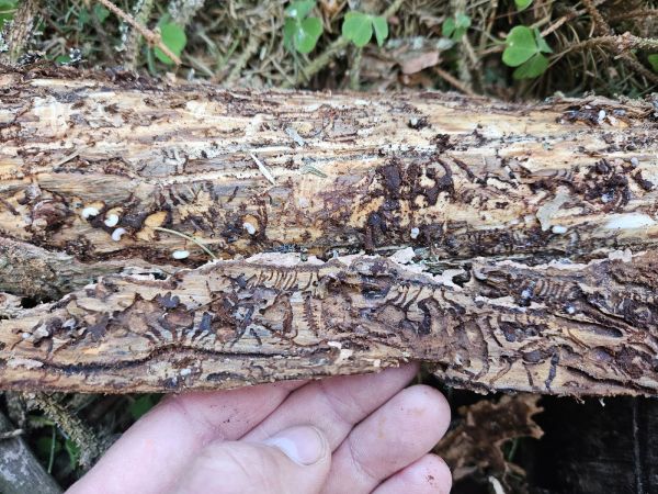 European spruce bark beetle