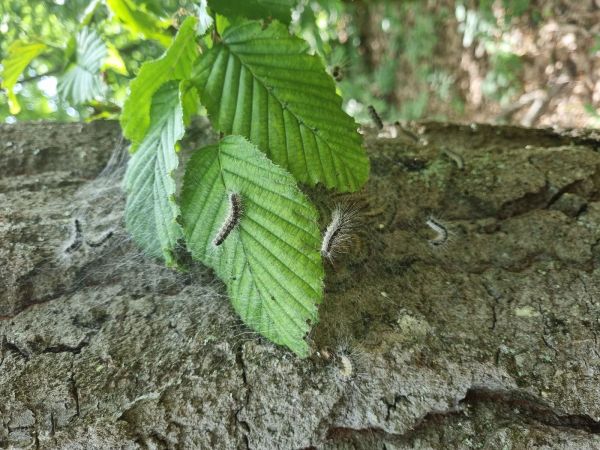 Oak processionary moth