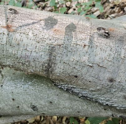 Taphrorychus bicolor 