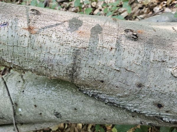 Beech bark beetle