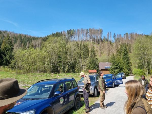 European spruce bark beetle