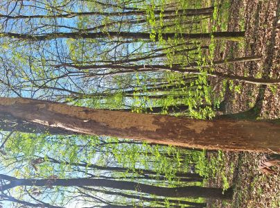 P&iacute;lovka Xiphydria longicollis