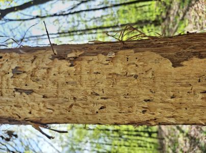 P&iacute;lovka Xiphydria longicollis