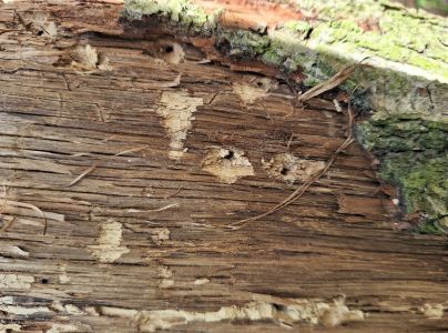 P&iacute;lovka Xiphydria longicollis