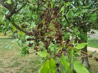 Roztoč Aceria fraxinivora