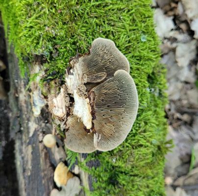 Daedaleopsis confragosa 