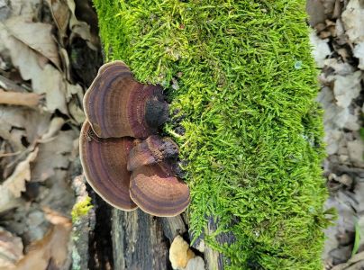 Sieťkovček červenkast&yacute;