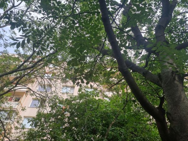 Mite Aceria fraxinivora