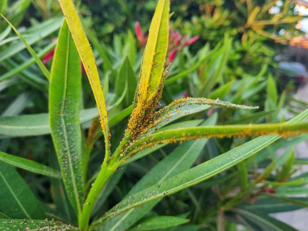 Oleander aphid